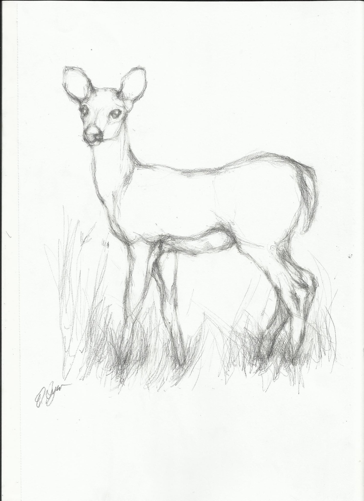 Рисовать Карандашом Легкие Картинки Животные