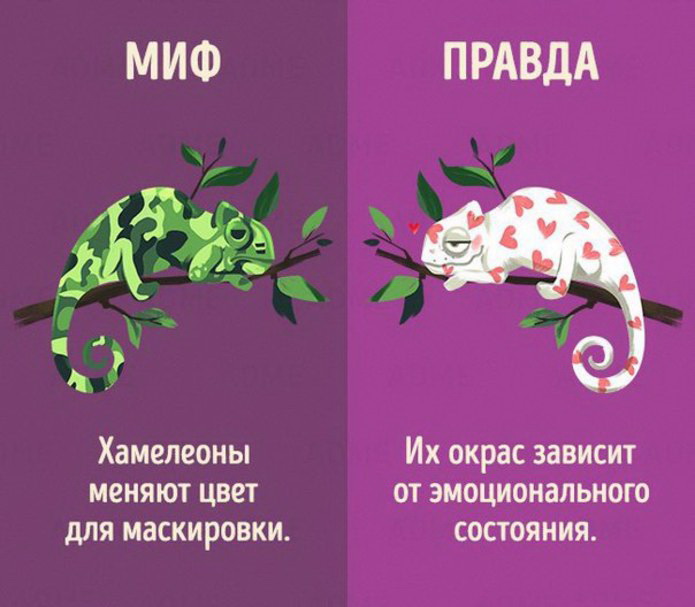 Мифы и правда картинка