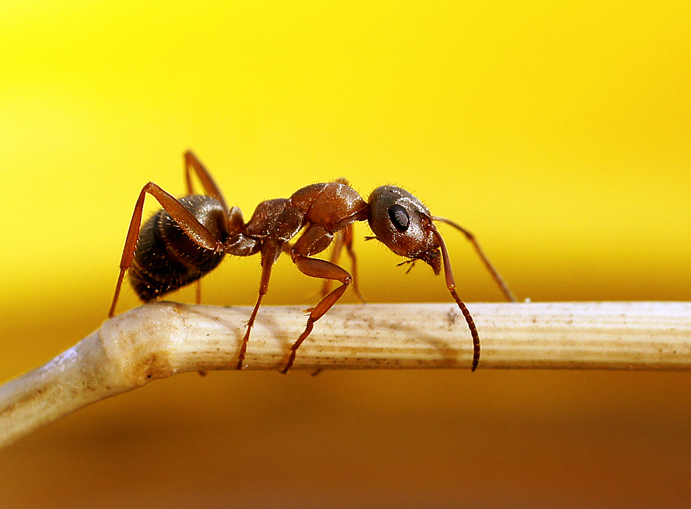 Фото муравья крупным