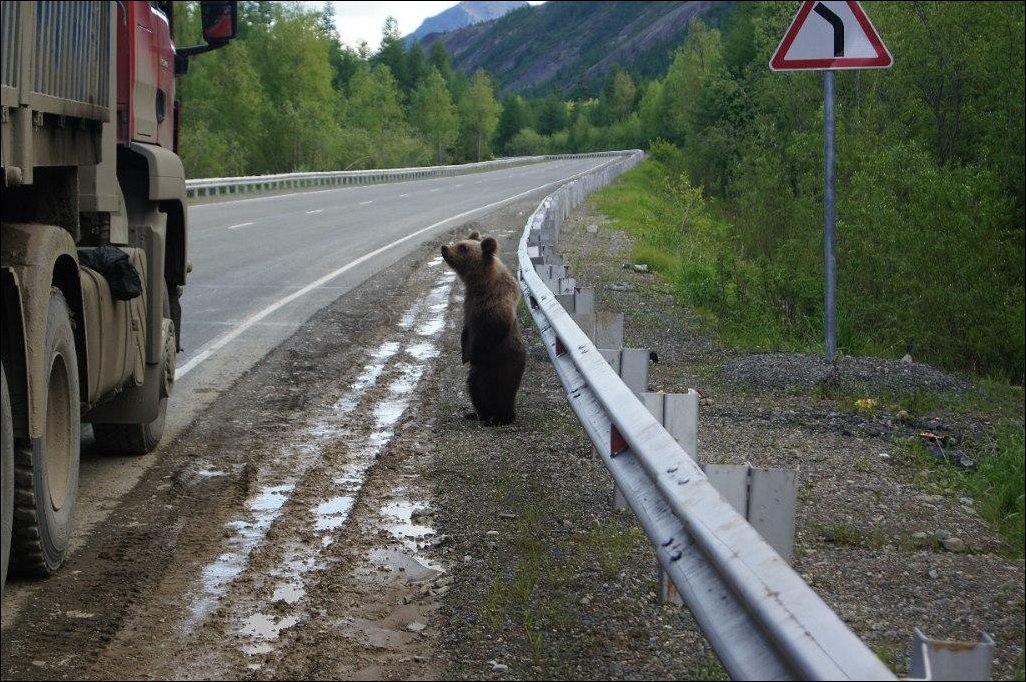 Приколы на дороге фото