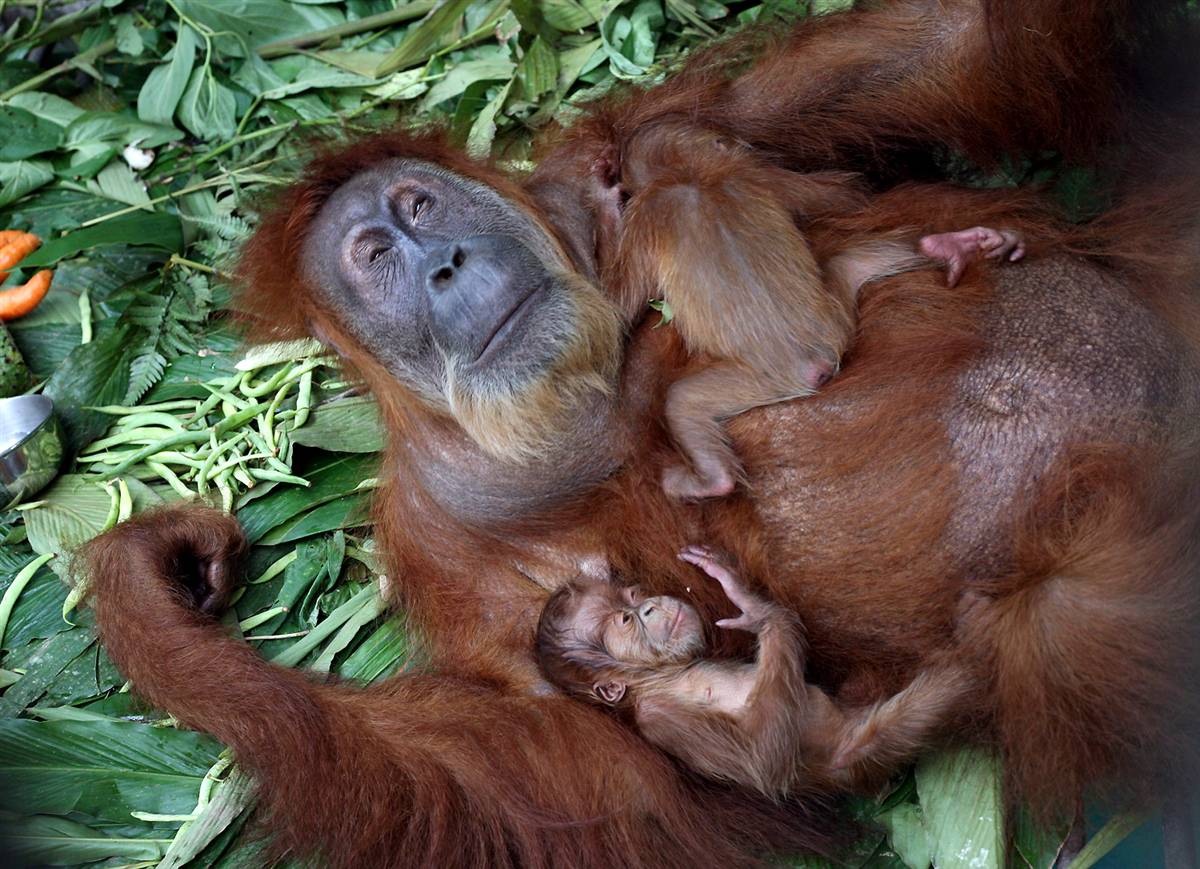 Семья орангутанов