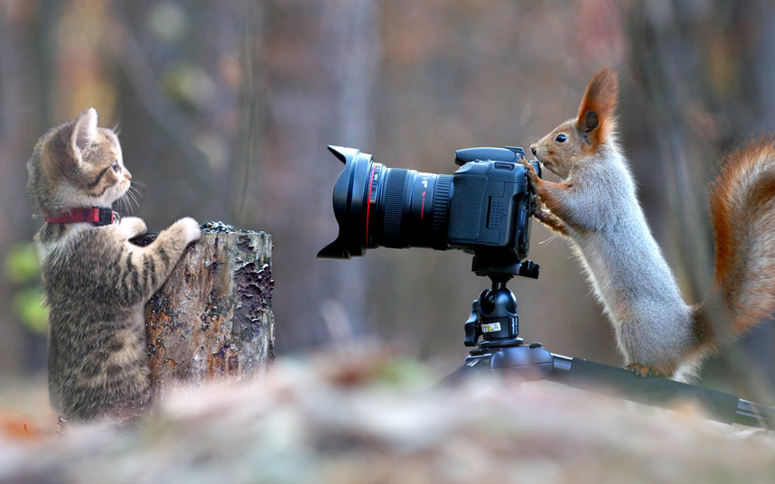 Прикольные фотографии на телефон