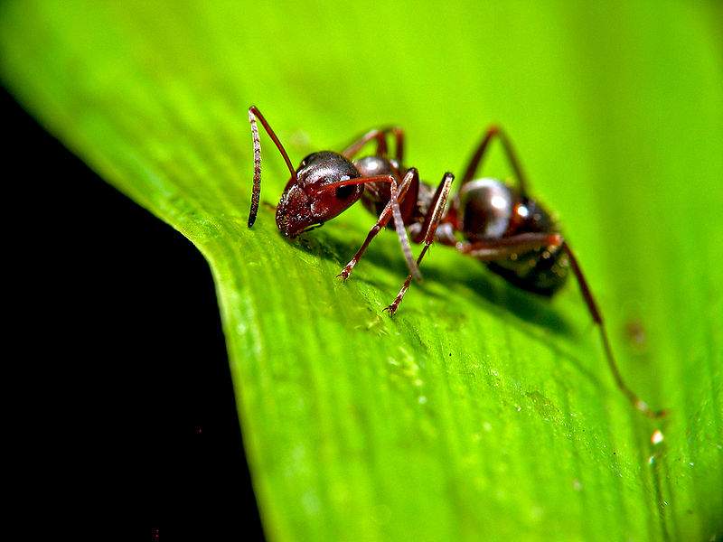 Как выглядит королева муравьев фото вблизи