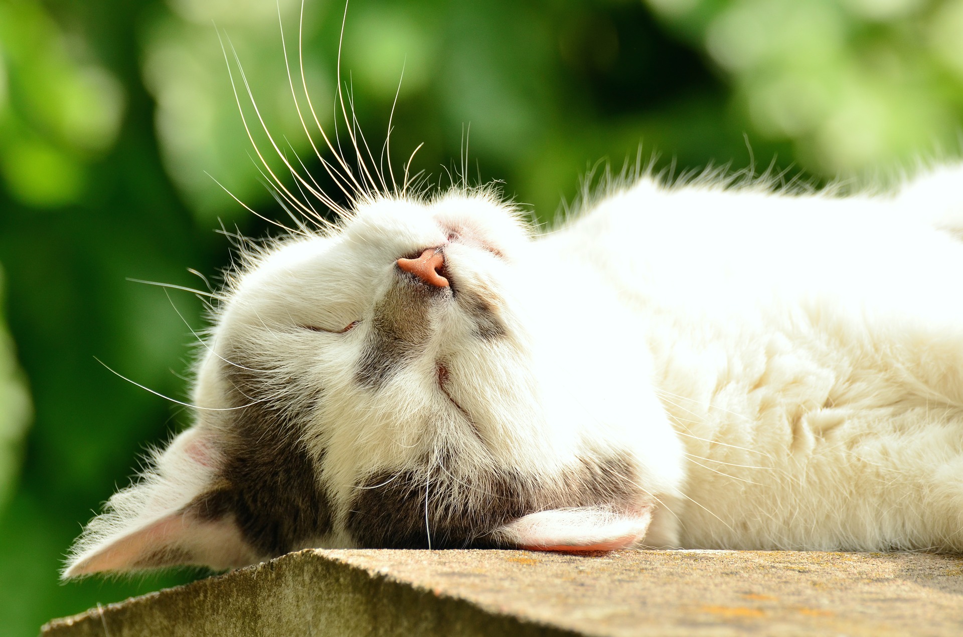 Котик на солнышке