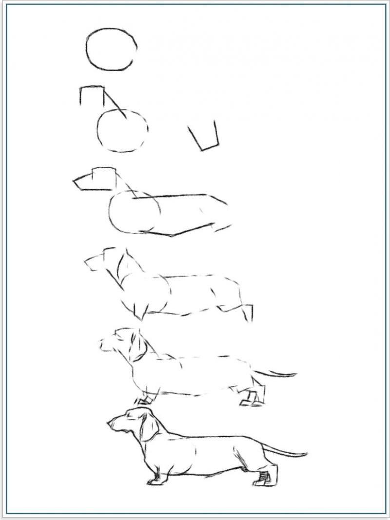 Поэтапное рисование собаки карандашом