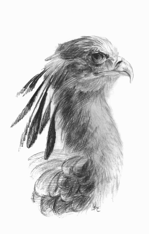 Птицы: рисунок карандашом