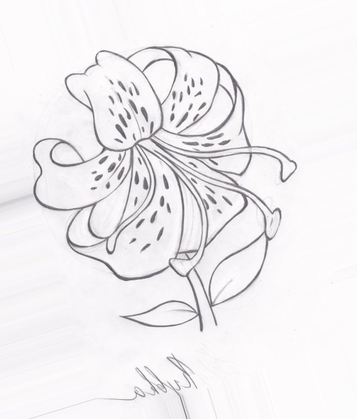 Весенние цветы рисунок карандашом