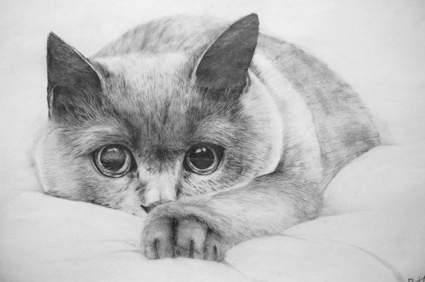 Кошка рисунок карандашом легкий