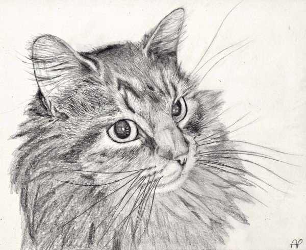 Картинки карандашом кошка карандашом