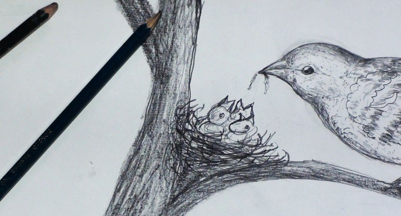 Птицы: рисунок карандашом