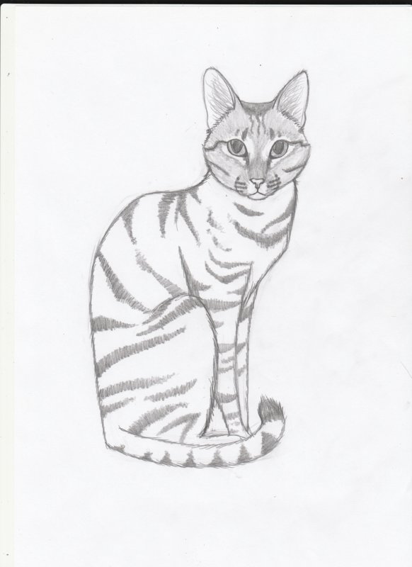 Картинки карандашом кошка карандашом