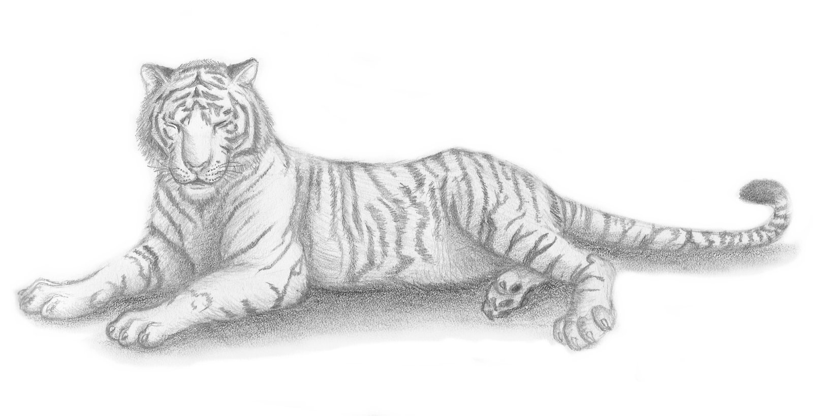 Тигр нарисовать карандашом