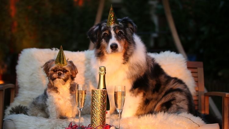 Как поздравить С Новым годом собаки