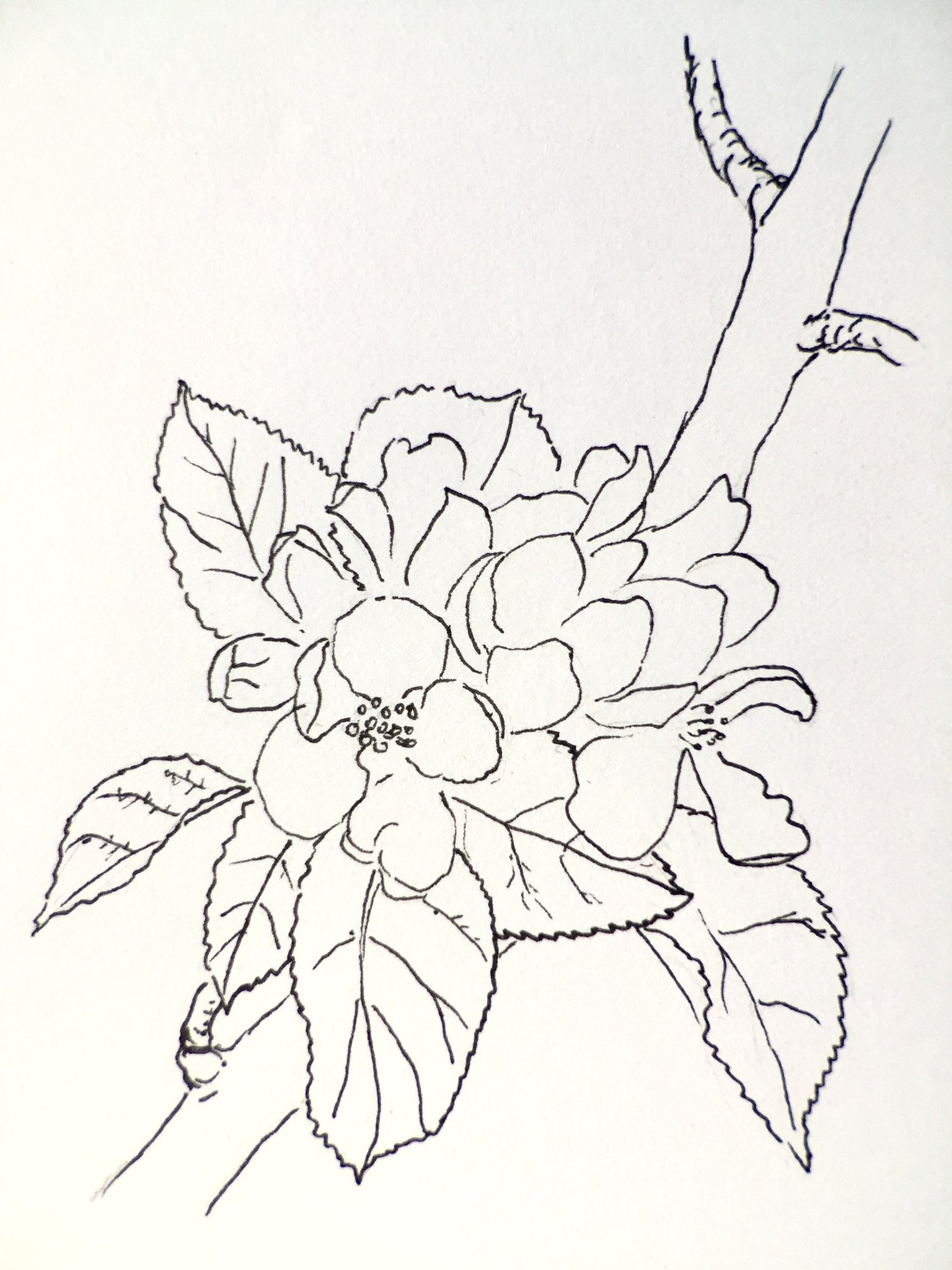 Цветы на дереве рисунок карандашом для срисовки карандашом