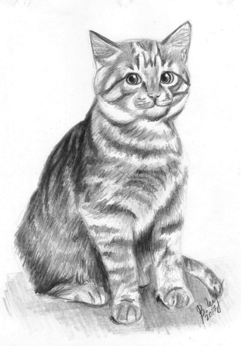 Рисунок пухлого котика