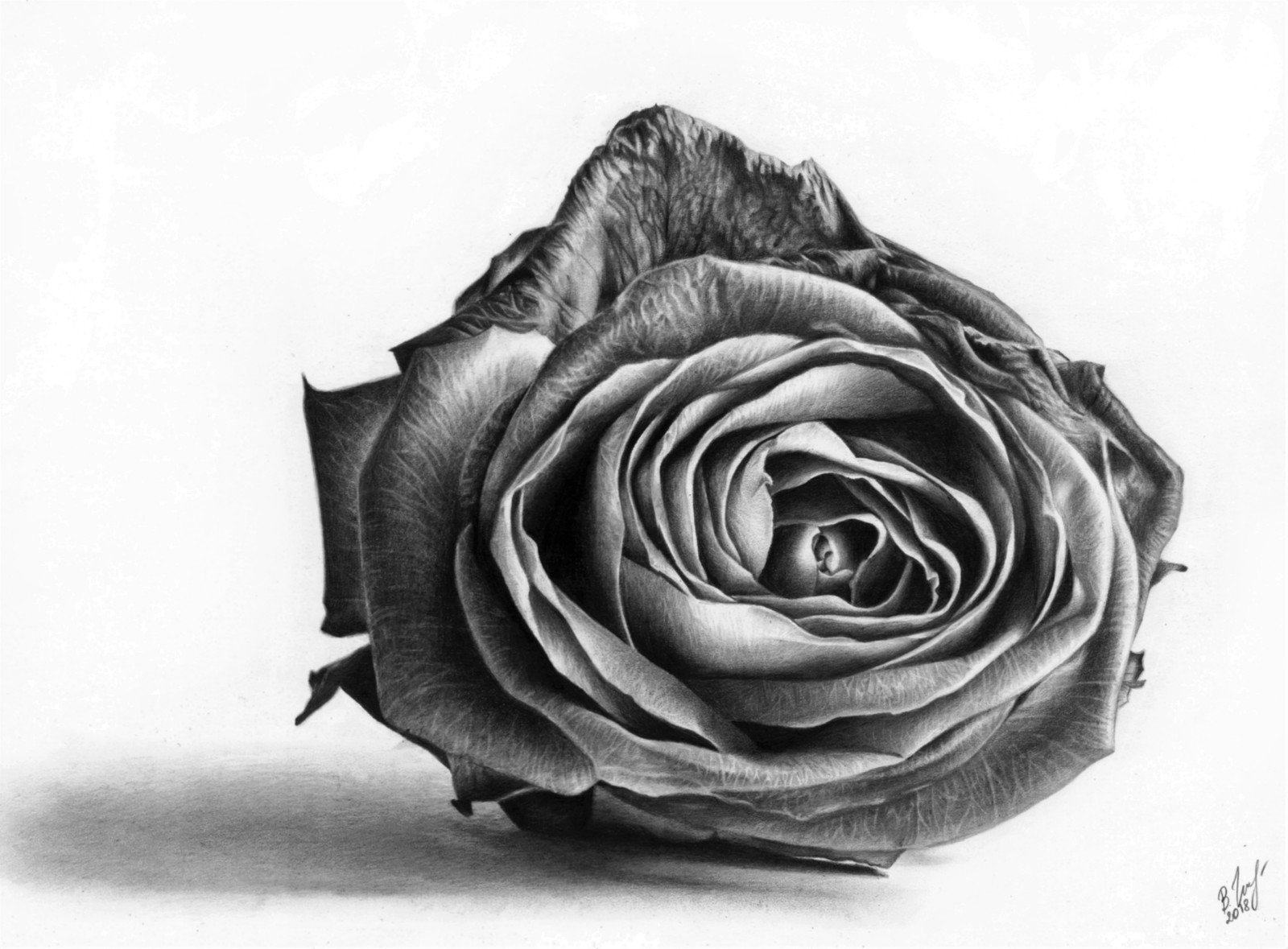 Карандашный рисунок розы