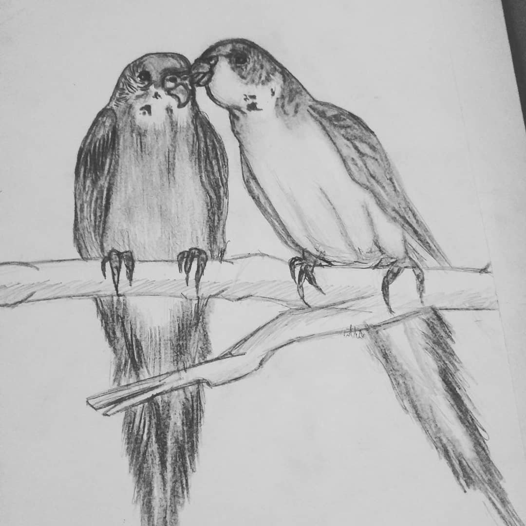 Нарисовать попугая карандашом