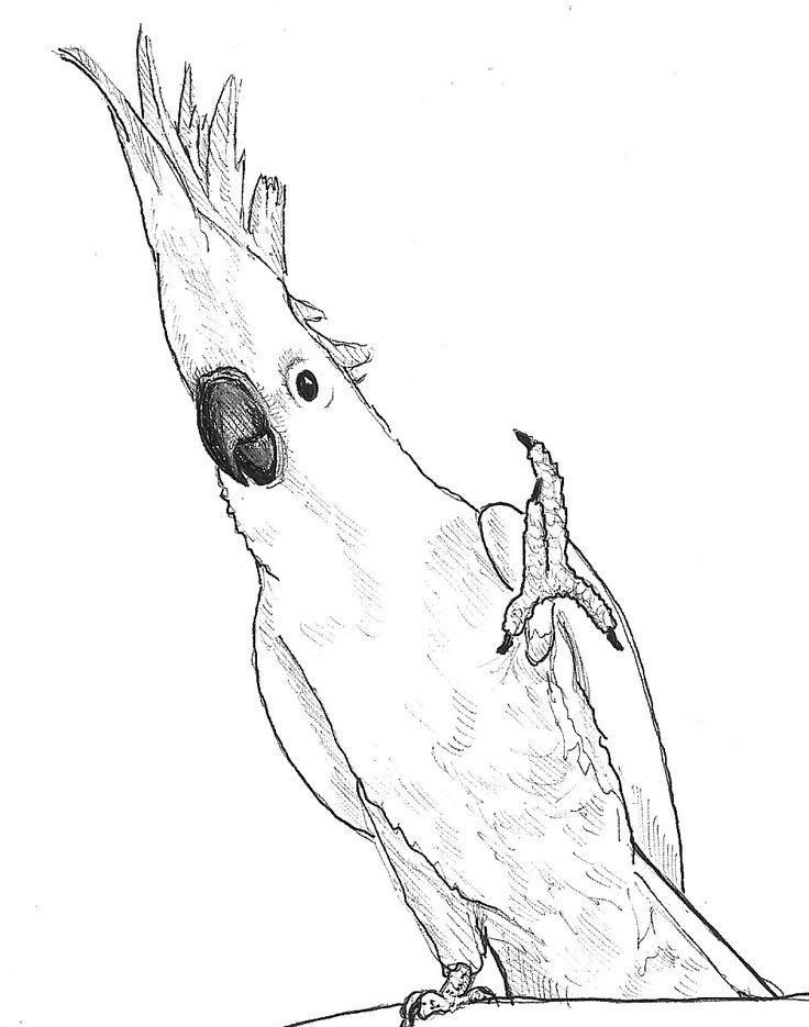 Каролинский попугай рисунок карандашом