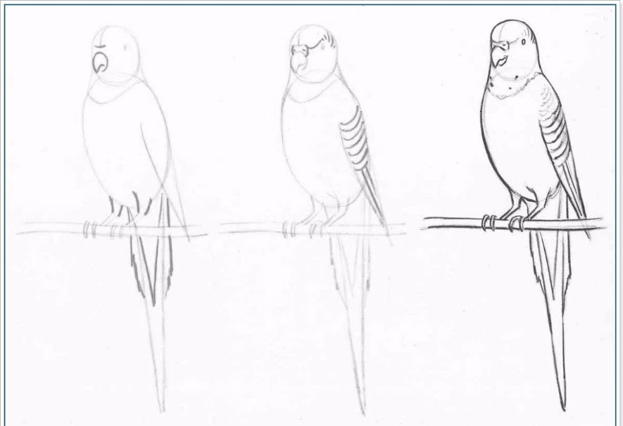 Попугай рисунок карандашом простой
