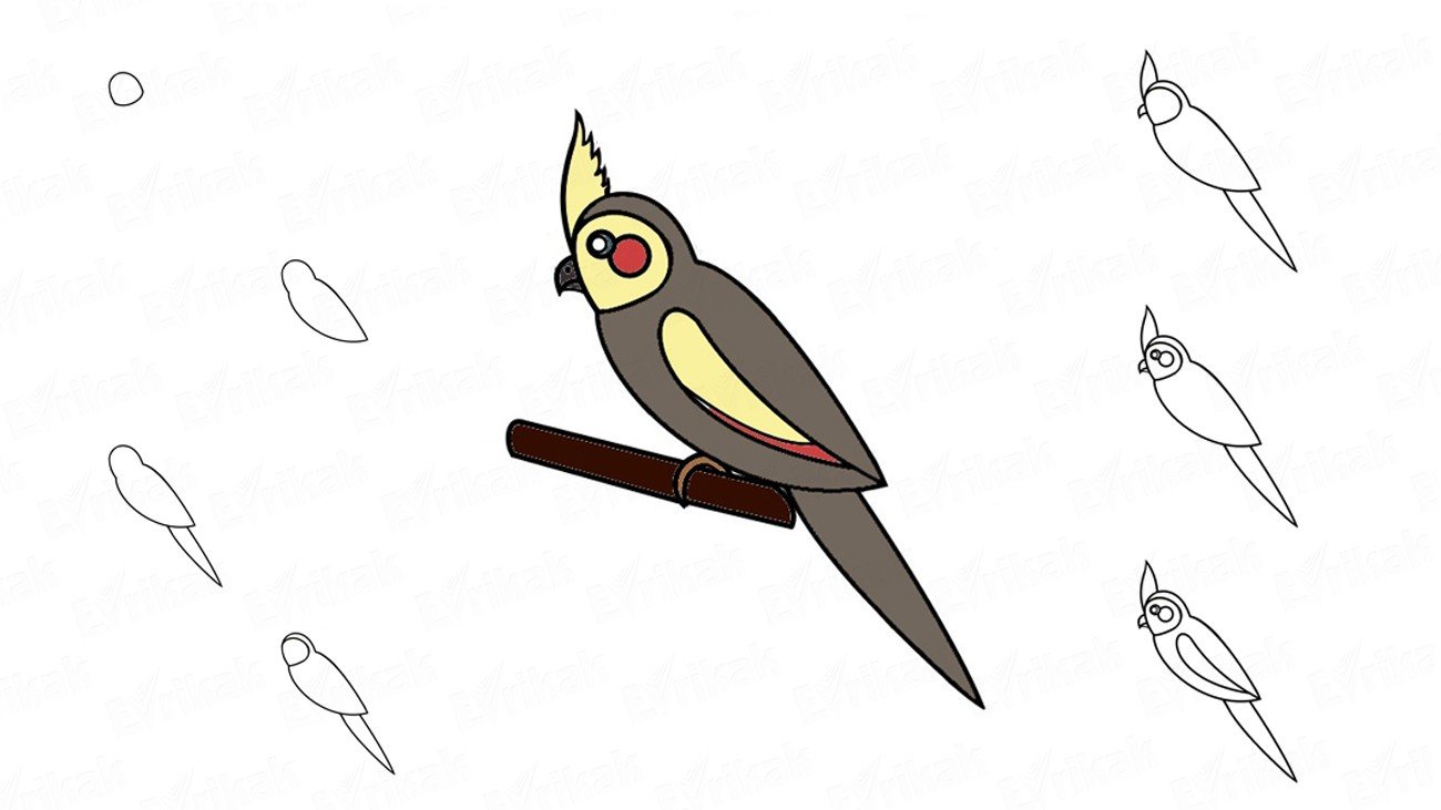 Рисунок попугая корелла для детей