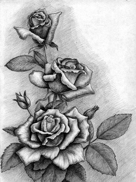 Фото розы нарисованной карандашом