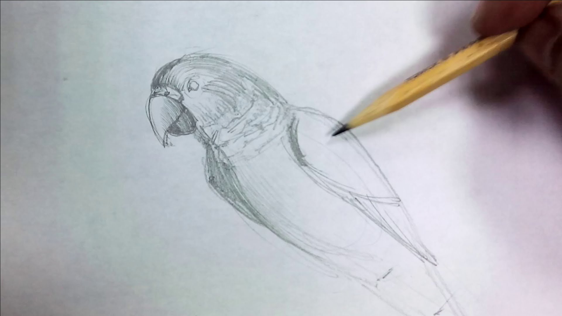Попугай простым карандашом