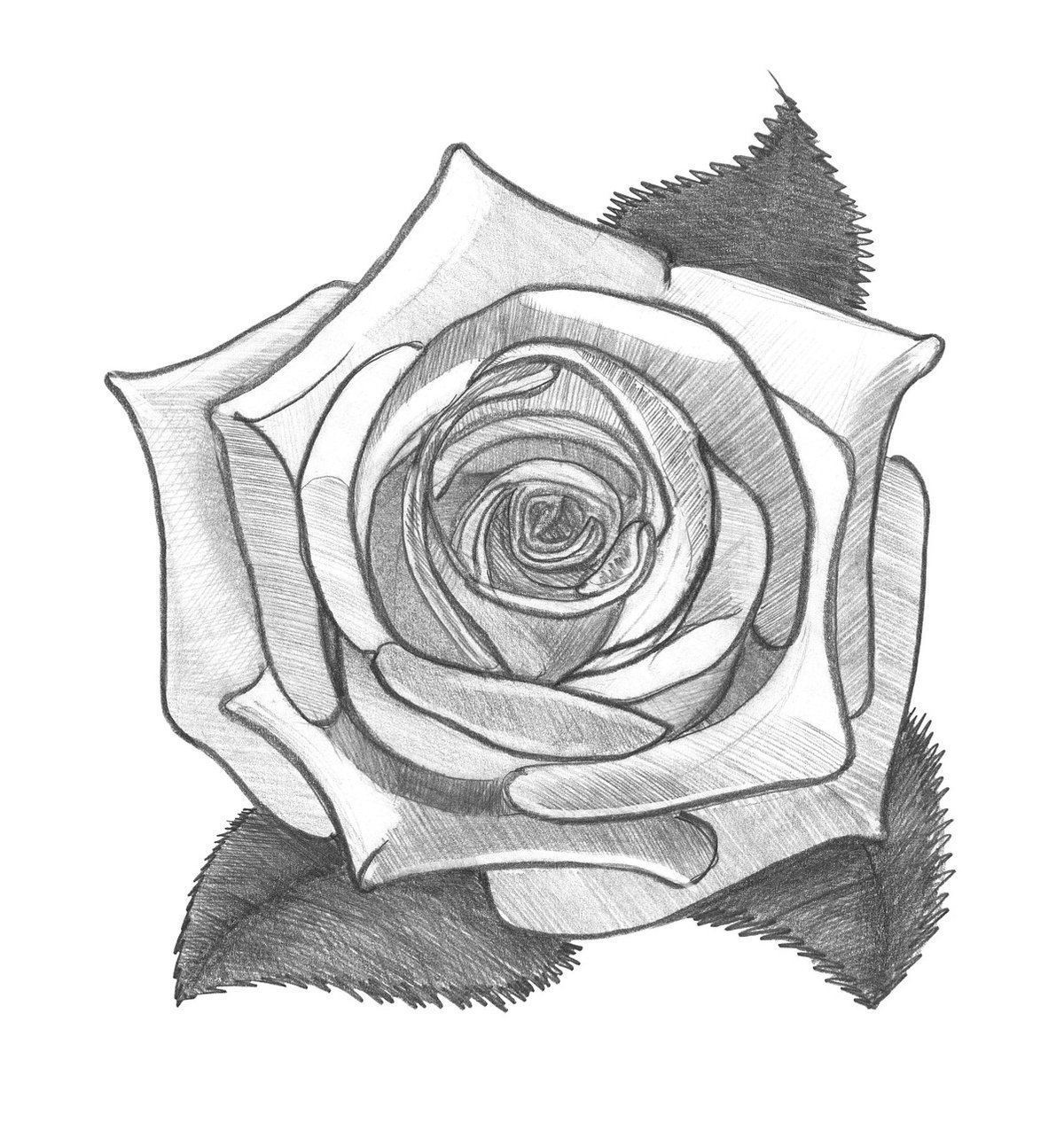 Рисунок розы для срисовки