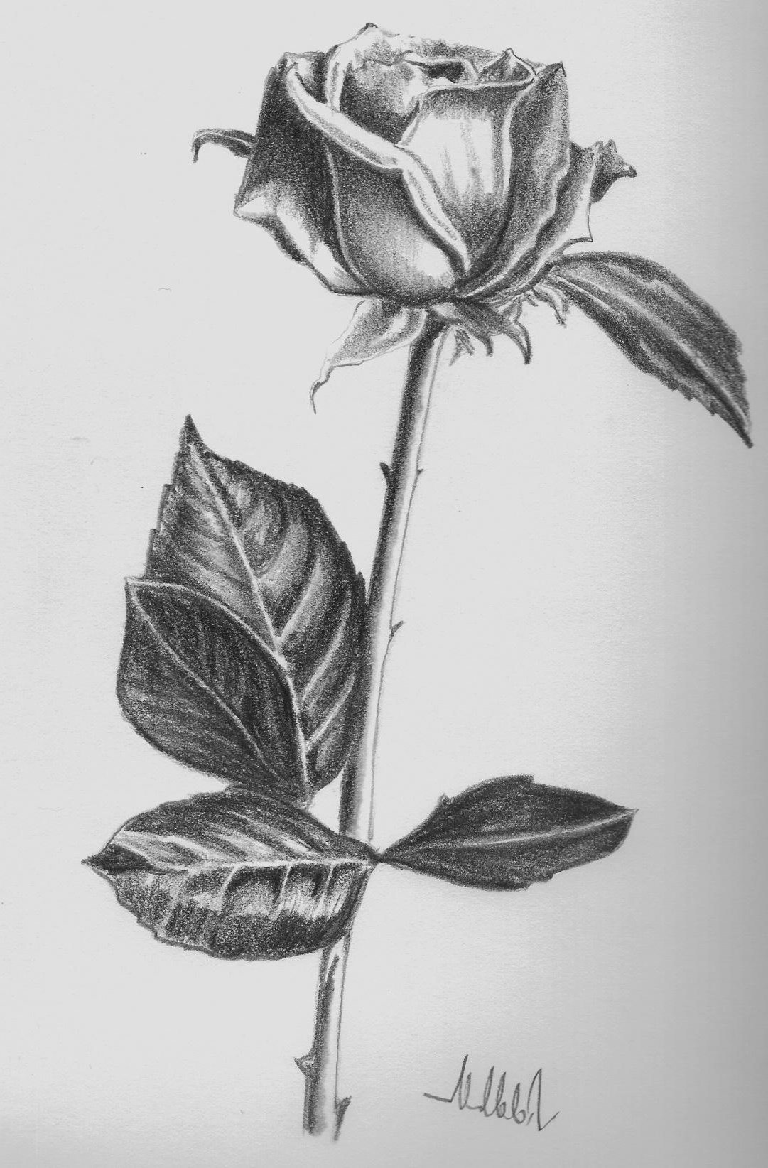 Рисунок карандашом: роза