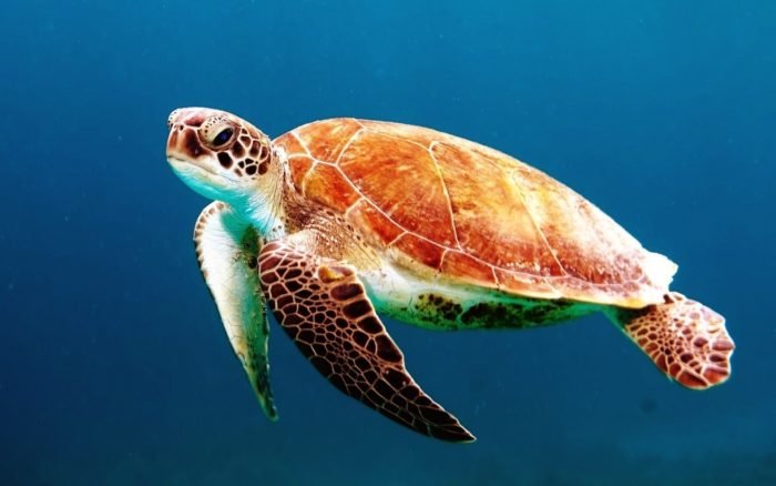 Фото морской черепахи в хорошем качестве