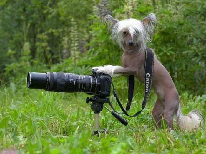 Собачка с фотоапаратом