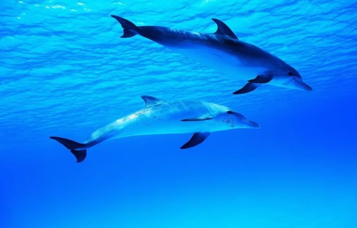 Дельфины в океане