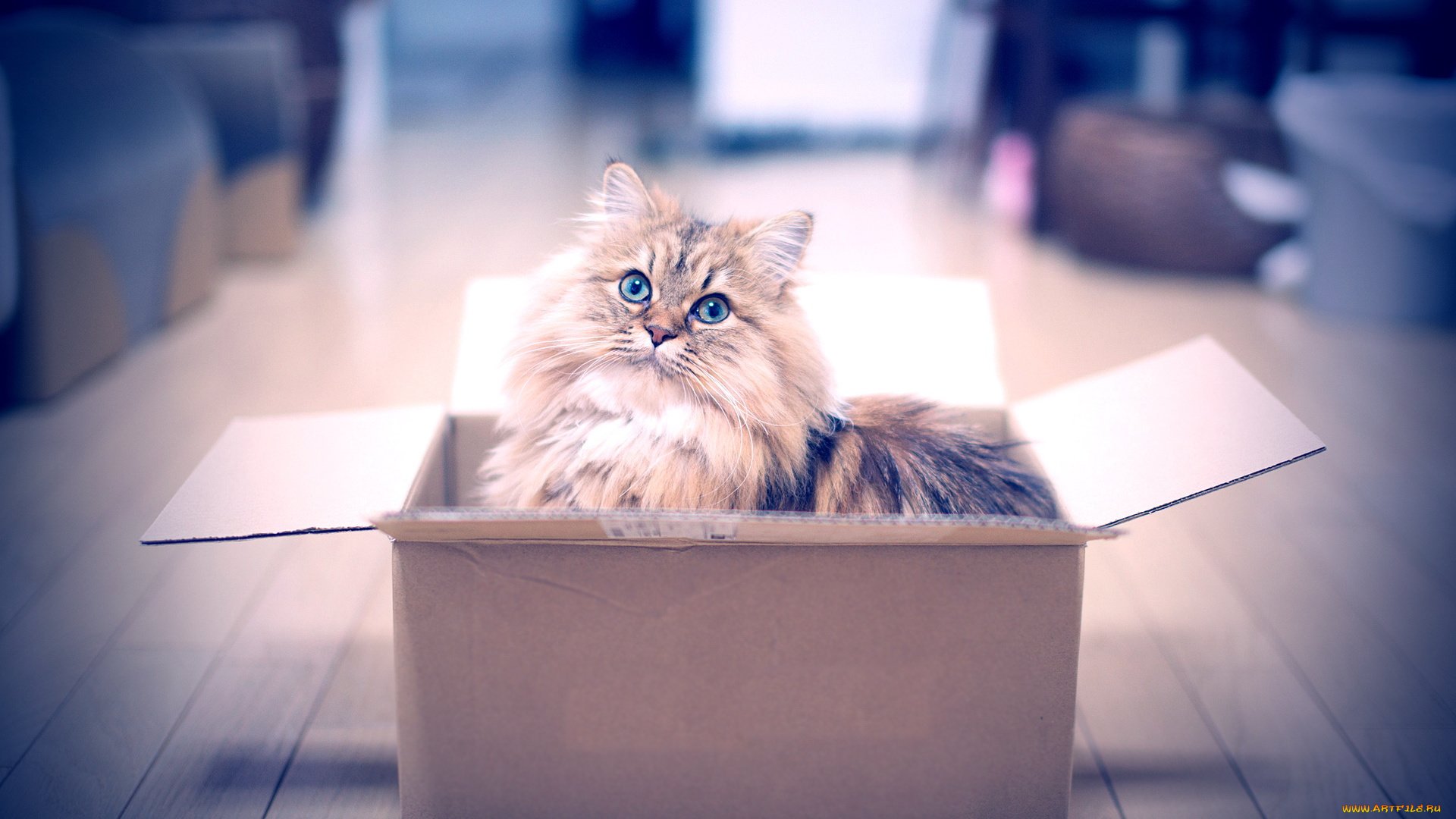 Кошка в коробочке