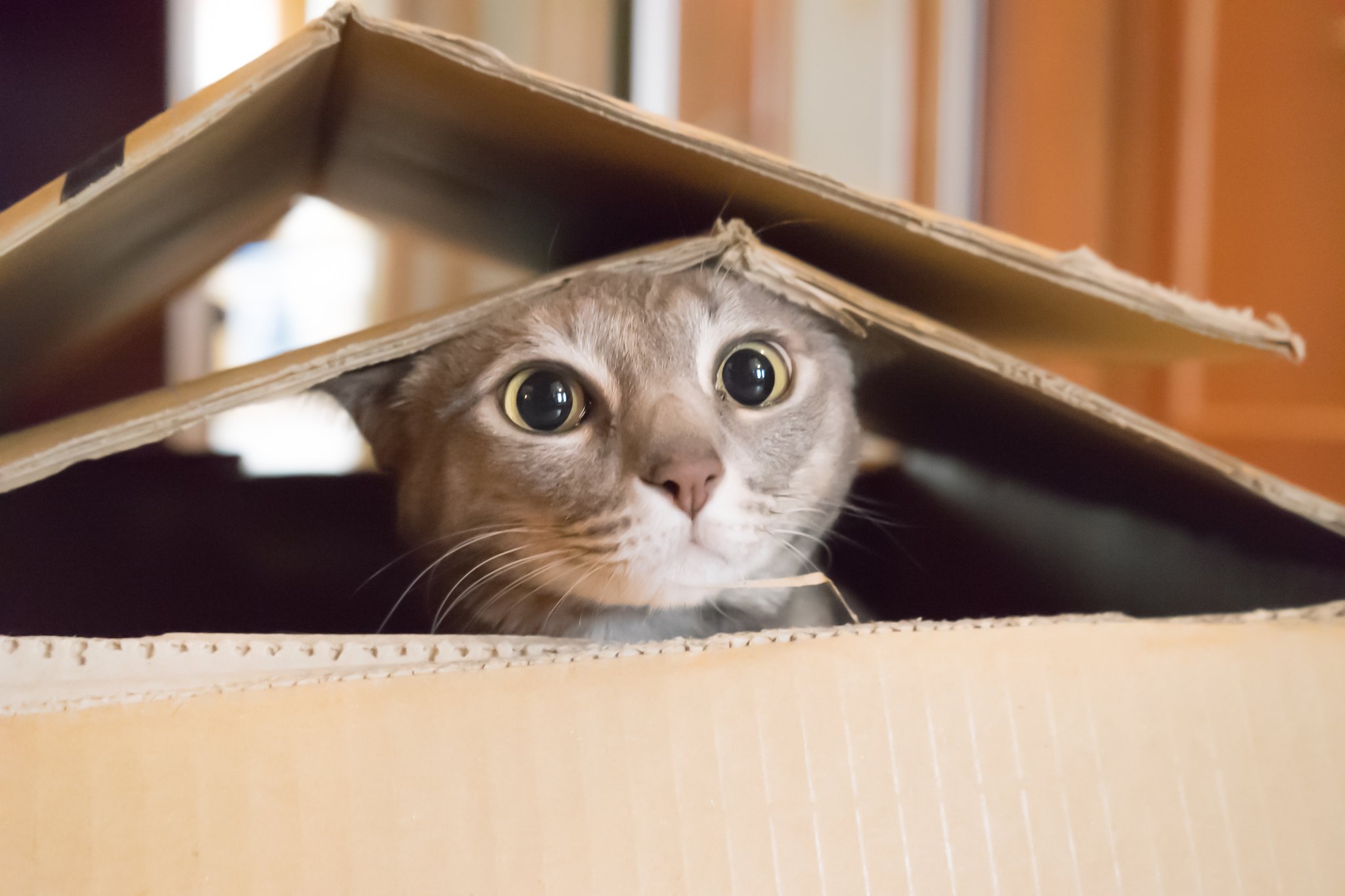 Кошка выглядывает из коробки