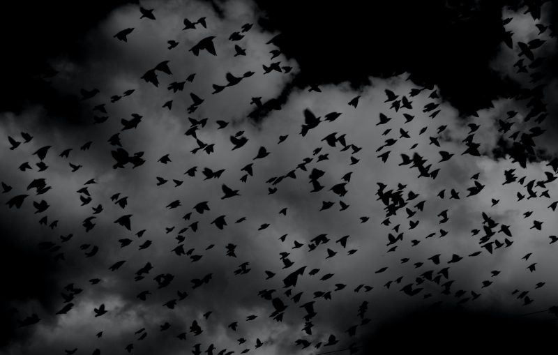 Темное небо с воронами