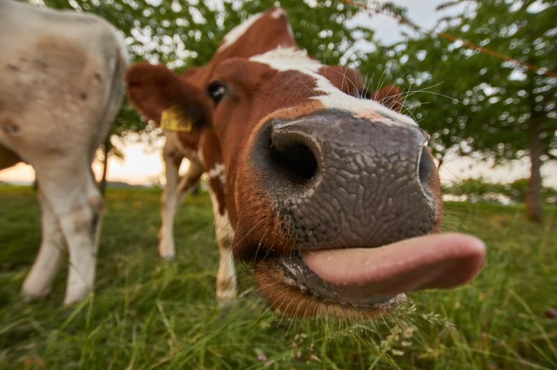 Корова показывает язык